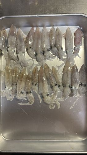 ベイカの釣果