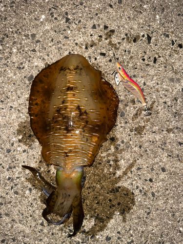 アオリイカの釣果