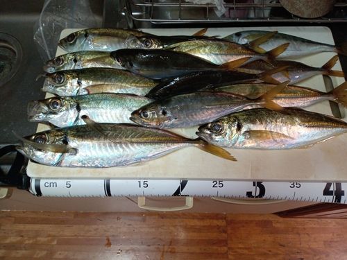 マアジの釣果