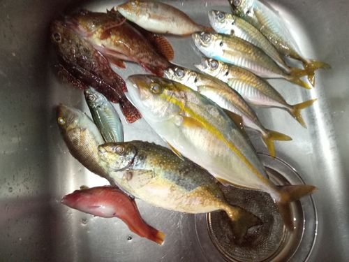 マアジの釣果