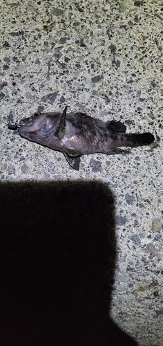 ハチガラの釣果