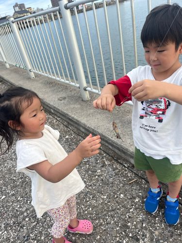 マハゼの釣果