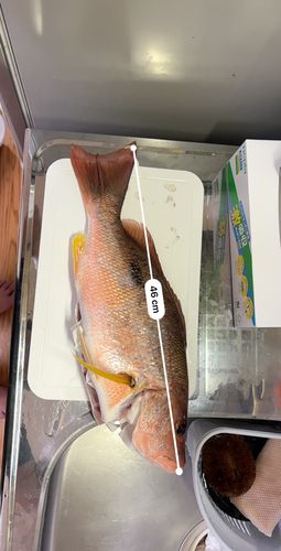 クロホシフエダイの釣果