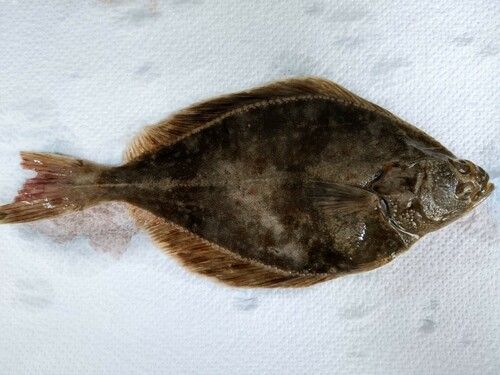 カレイの釣果