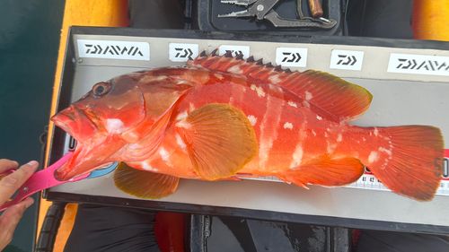 アカハタの釣果