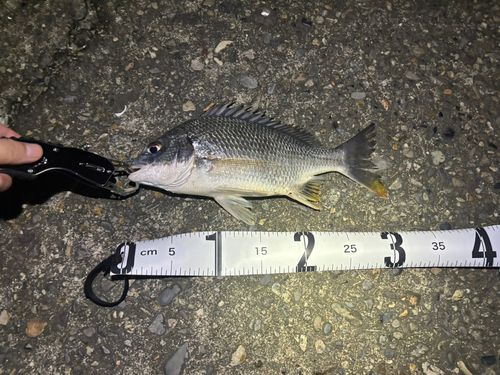 チヌの釣果