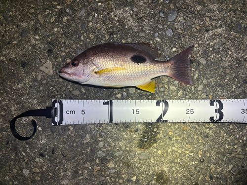 クロホシフエダイの釣果