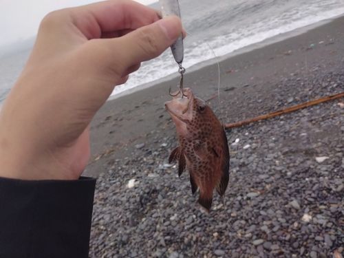 オオモンハタの釣果