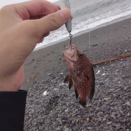 オオモンハタ
