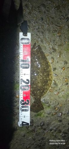 ヒラメの釣果