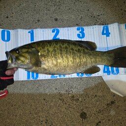 スモールマウスバス