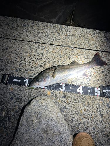 シーバスの釣果