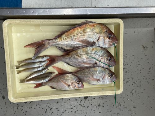 タイの釣果
