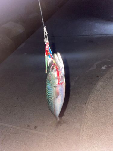 サバの釣果