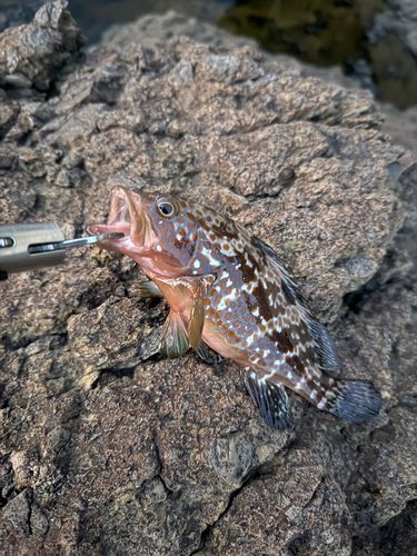 キジハタの釣果