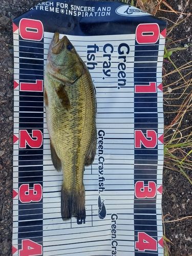 ブラックバスの釣果