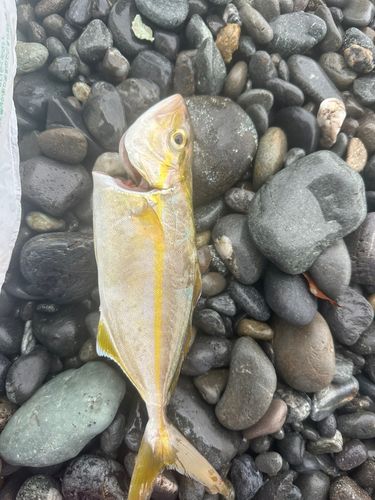 ショゴの釣果