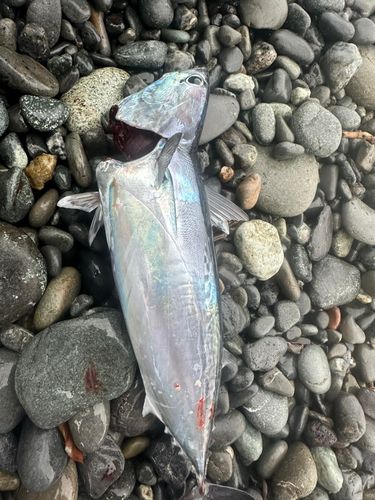 ソウダガツオの釣果