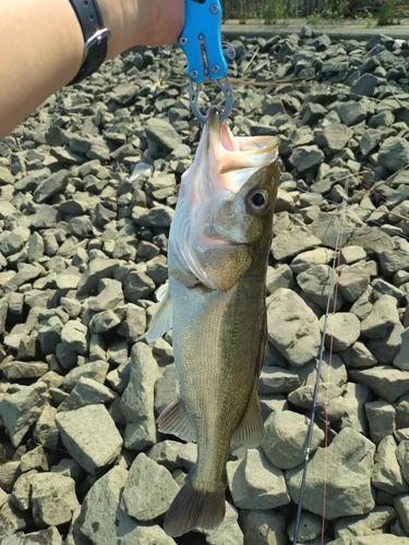 フッコ（マルスズキ）の釣果