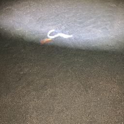 ウナギ