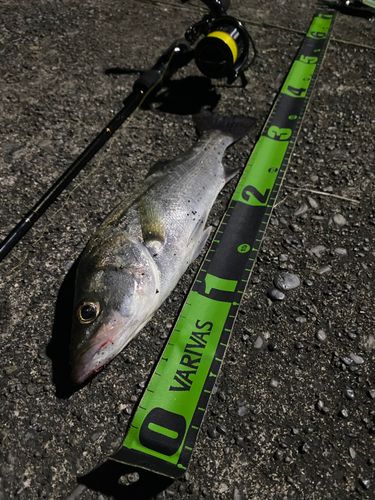 セイゴ（マルスズキ）の釣果