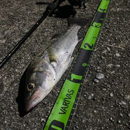 セイゴ（マルスズキ）