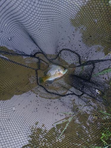 ブルーギルの釣果