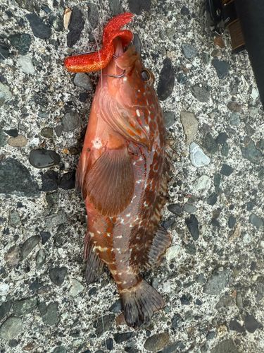 キジハタの釣果