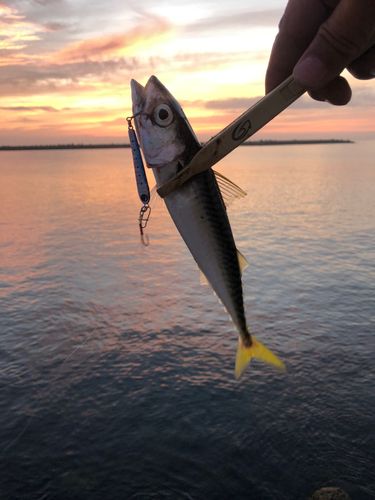 サバの釣果
