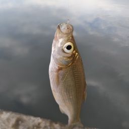 ワタカ