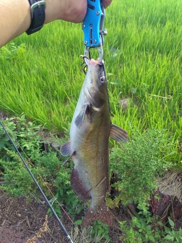 アメリカナマズの釣果