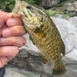 スモールマウスバス