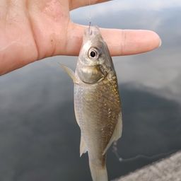 フナ