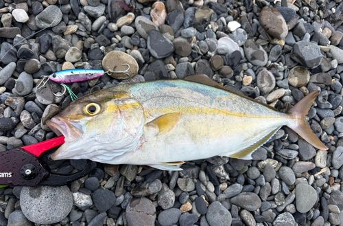 ショゴの釣果