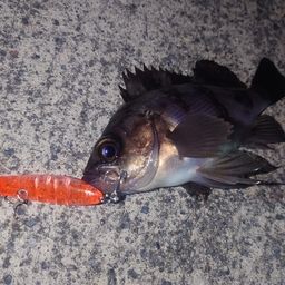 メバル