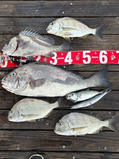 コロダイの釣果