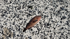 キジハタの釣果