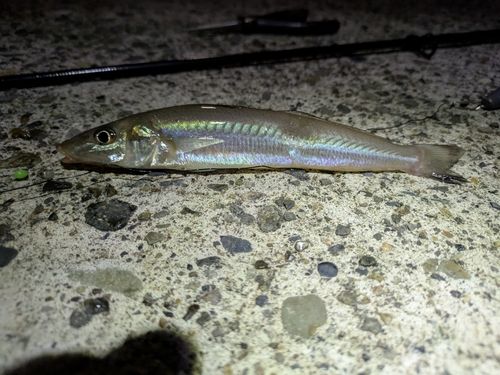 シロギスの釣果