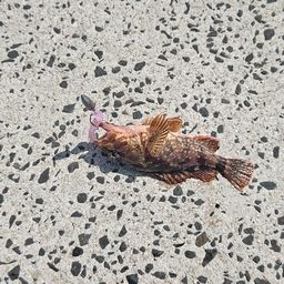 カサゴ