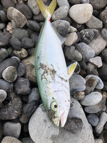 ワカシの釣果