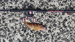 キジハタの釣果