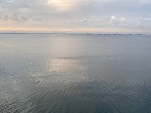 サッパの釣果
