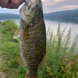 スモールマウスバス