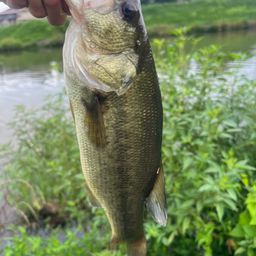 ラージマウスバス