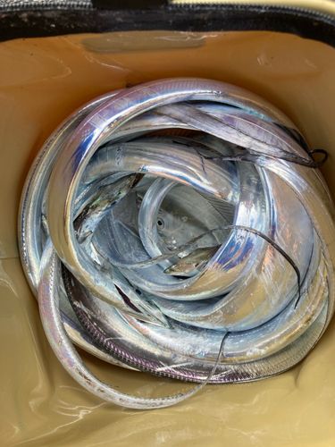 タチウオの釣果