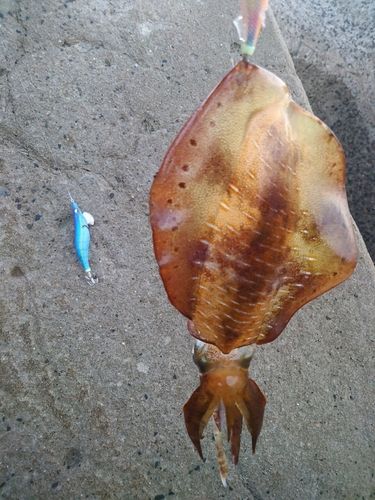 アオリイカの釣果