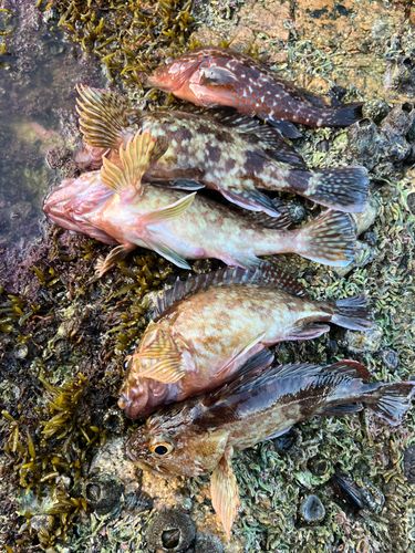 アラカブの釣果