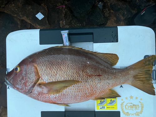 シブダイの釣果