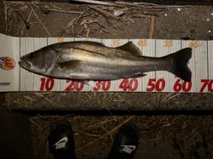シーバスの釣果