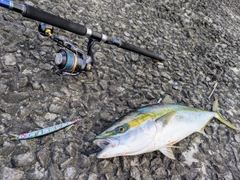 ワラサの釣果